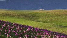 花海牧歌 初夏阿克塔斯草原入画来