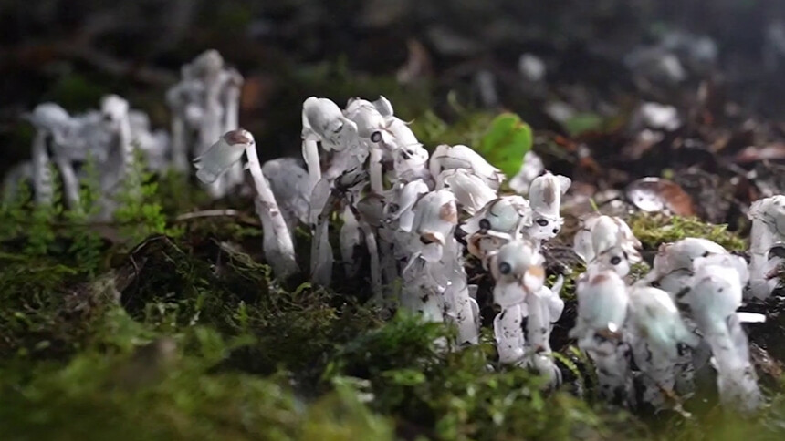 云南临沧原始森林内大量水晶兰绽放
