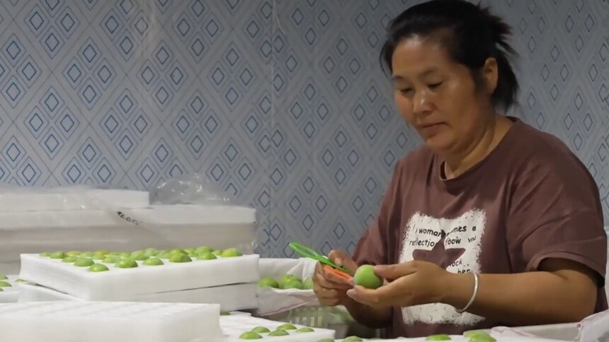 巫山脆李首次试点高铁快运
