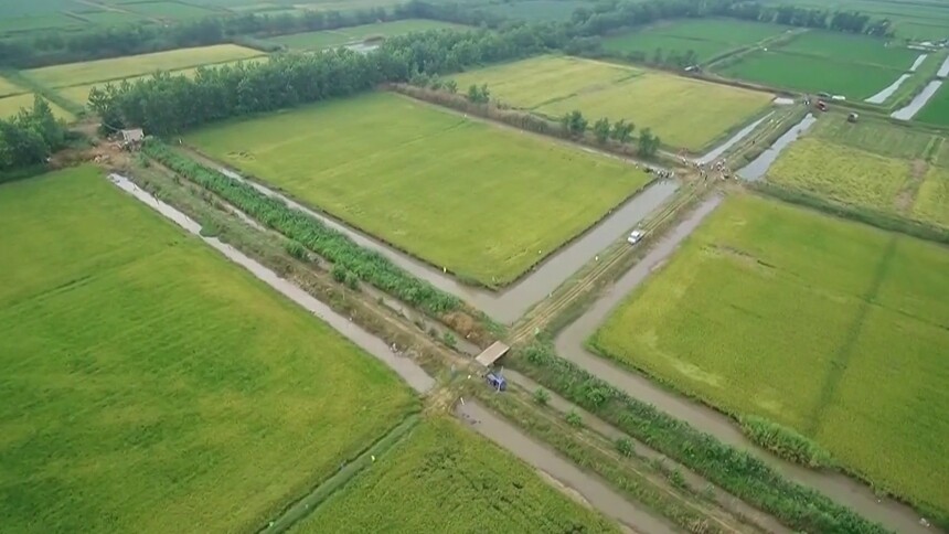 岳阳华容团洲垸早稻丰收 测产亩产超605公斤