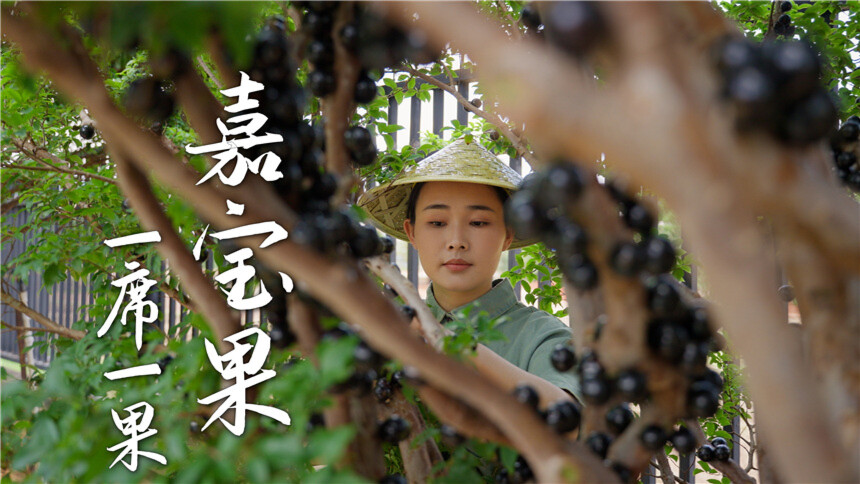 【滇西小哥】一席一果（四十）嘉宝果——一口爆浆的森林黑珍珠