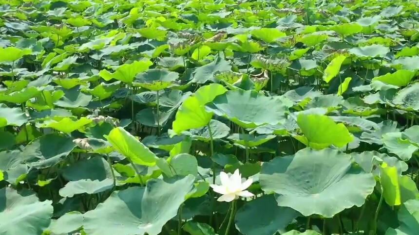 千城胜景｜河北新河：千亩藕田扮靓“荷”美乡村