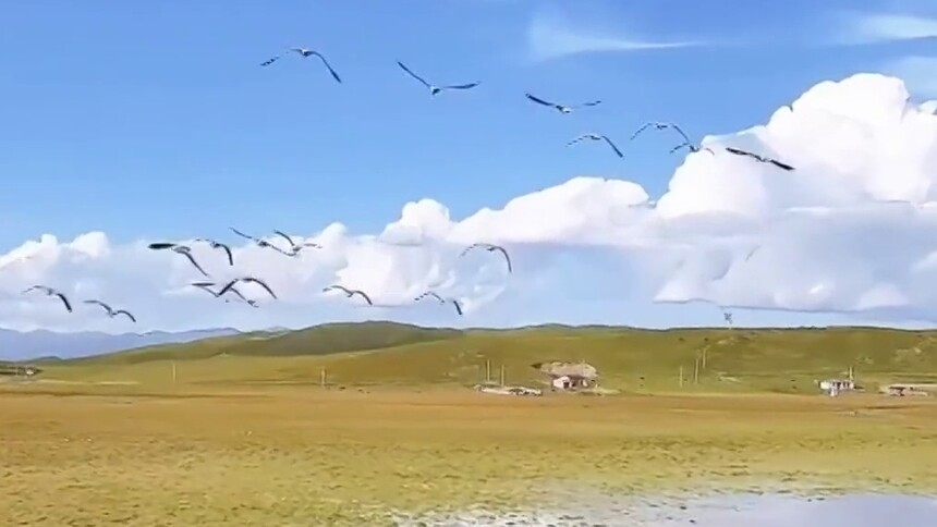 青海泽库县：泽曲草原秋正好