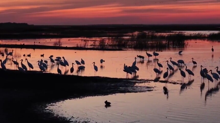 吉林秋日的浪漫：莫莫格湿地上演候鸟迁徙“大片”