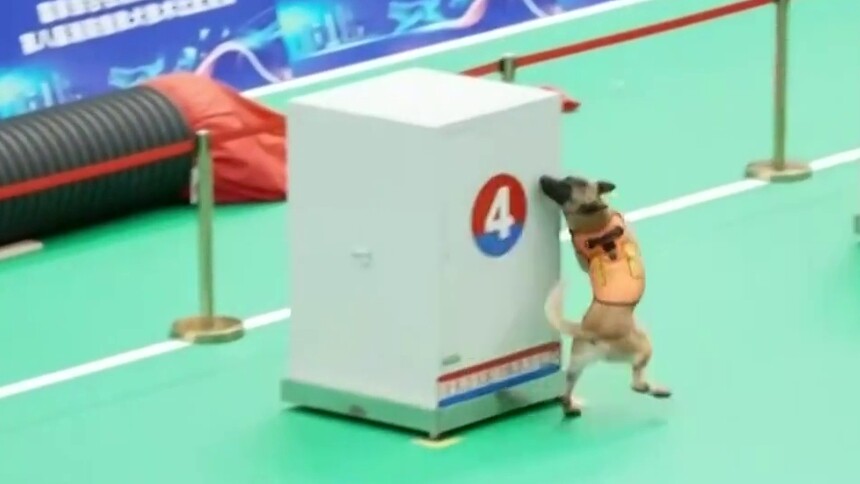消防搜救犬技术大比武 “汪汪队”绝活是怎样练成的？ “吉米”和“奶爸”王源波：用汗水淬炼成长