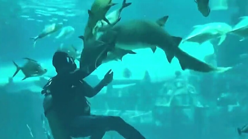 护士鲨真的不会攻击人类吗？