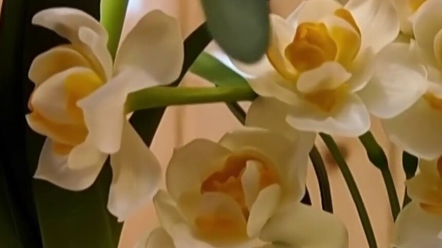 秀我中国｜“凌波仙子”变身！雕刻水仙创意“凹”造型