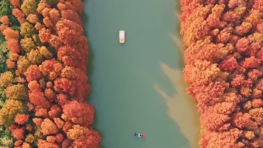 上海海湾国家森林公园红杉林进入最佳观赏期