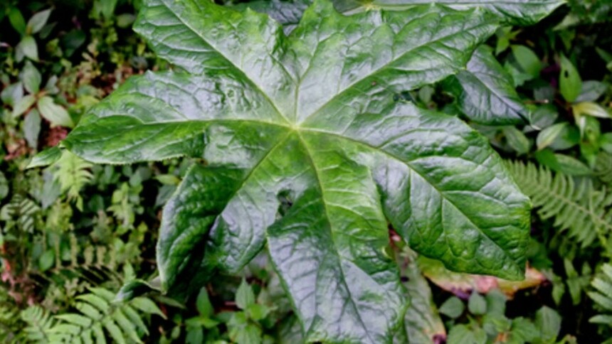 贵州发现新物种“习水八角莲”