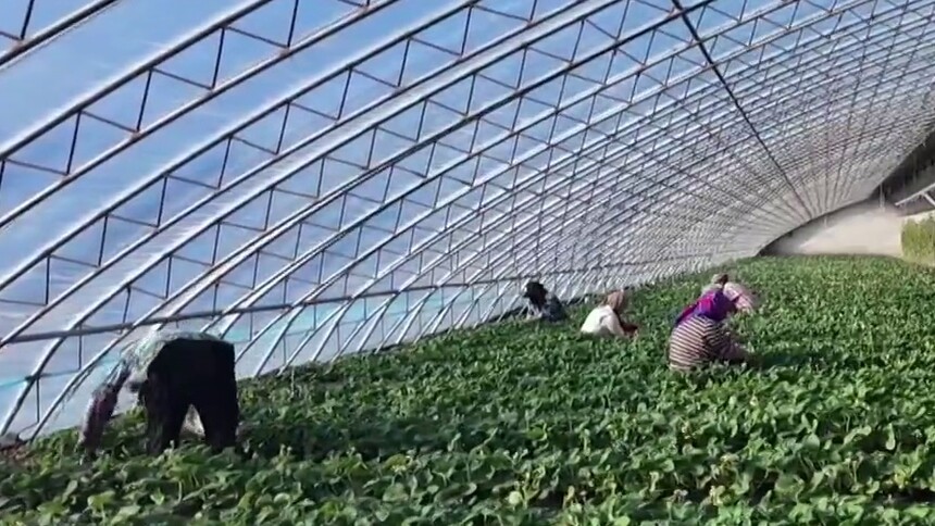 千城百县看中国｜吉林白城：棚膜激活新动能 绘就四季丰收景