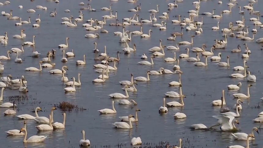 湖南东洞庭东古湖：上万只小天鹅前来越冬