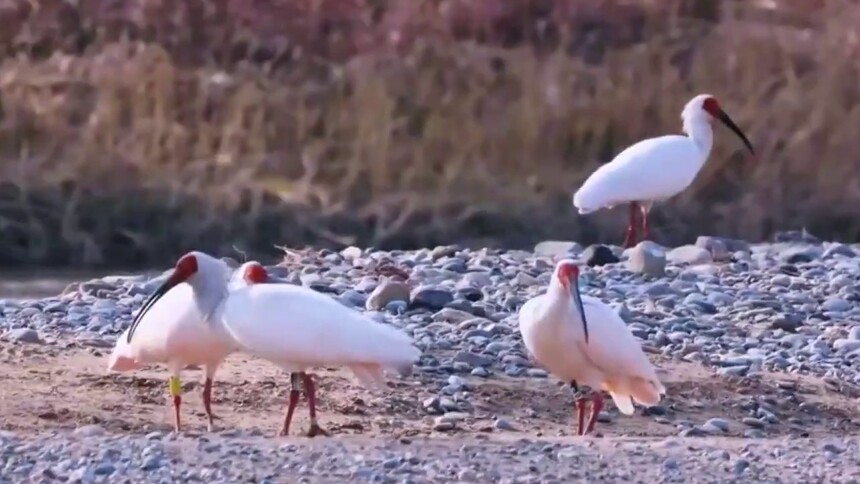 陕西耀州：温暖守护朱鹮安然越冬