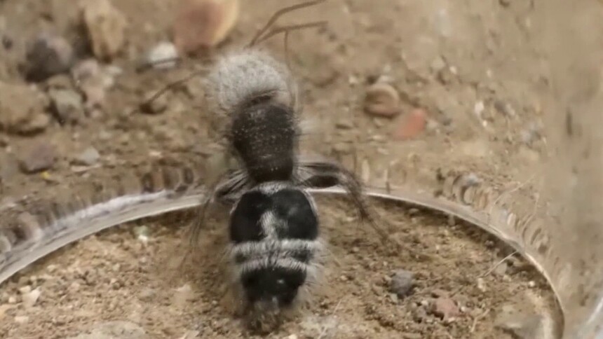 巴西绒蚁蜂是怎么实现超黑结构的？