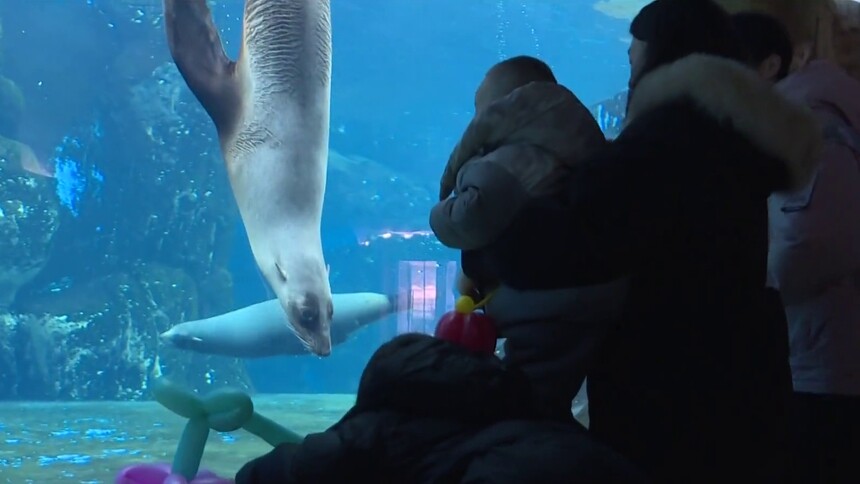 长沙湘江海洋王国：海洋动物懂不懂宝宝语