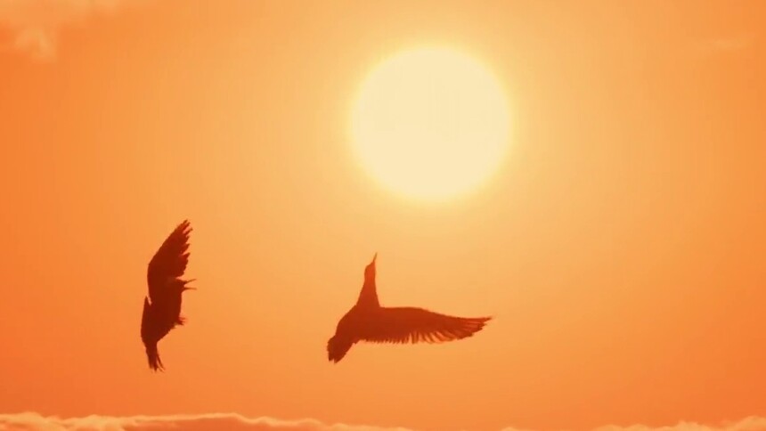 春城鸥鸟翩翩飞 一池碧水映蓝天