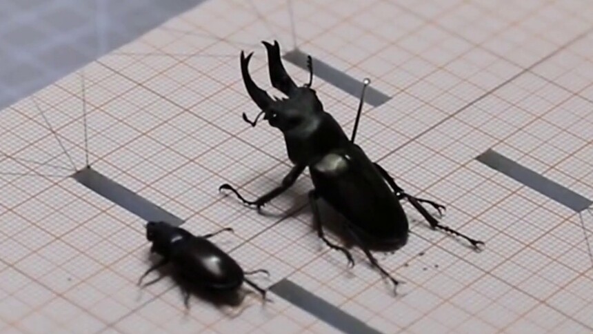 江永：发现中国新物种“志鸿鬼锹甲”