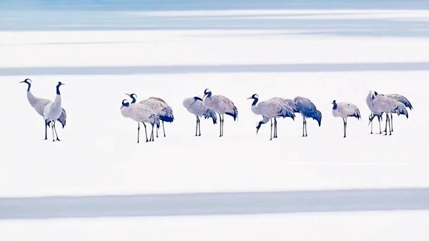 千城百县看中国｜北京顺义：冰上鹤影 列队凌云