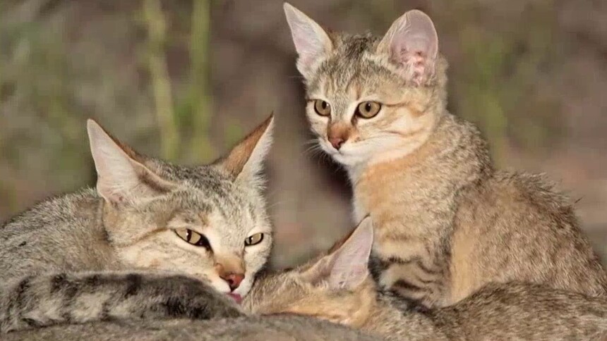 豹猫有什么特点？