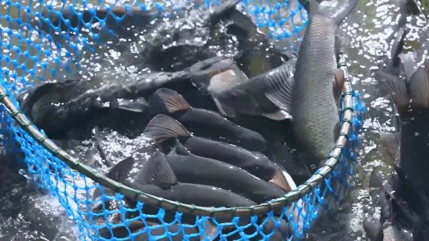 湖南是如何抢救性保护湘华鲮的？