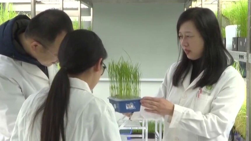 一粒稻种的十年攻关——记“全省担当作为优秀干部”李莉