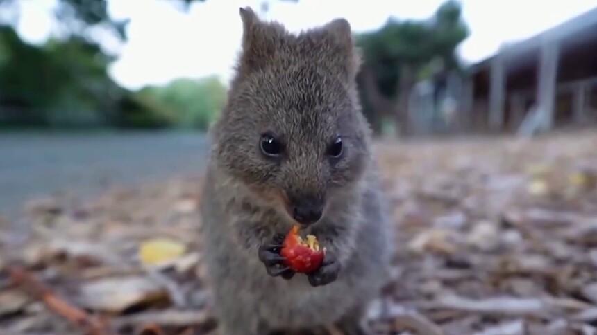 短尾矮袋鼠为什么会笑？
