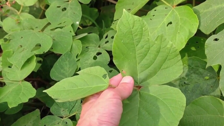 葛的功效与作用有哪些？