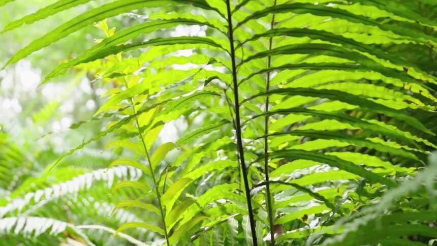 乌毛蕨到底是一种什么样的植物？