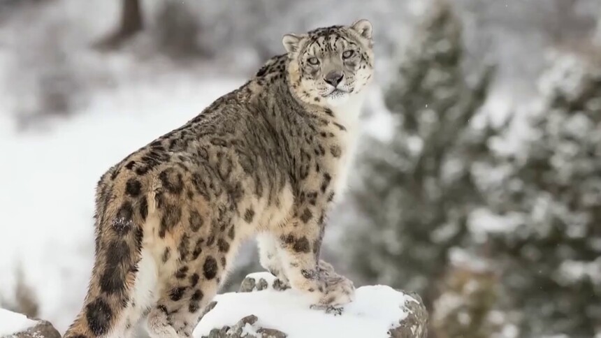 雪豹有何特别之处？