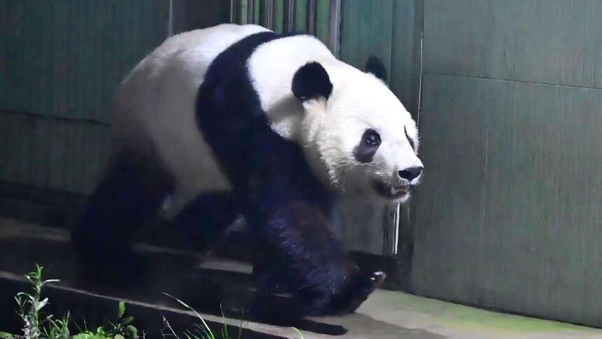 旅日大熊猫“晓晓”“蕾蕾”今天凌晨返乡·四川 将在雅安基地接受隔离检疫