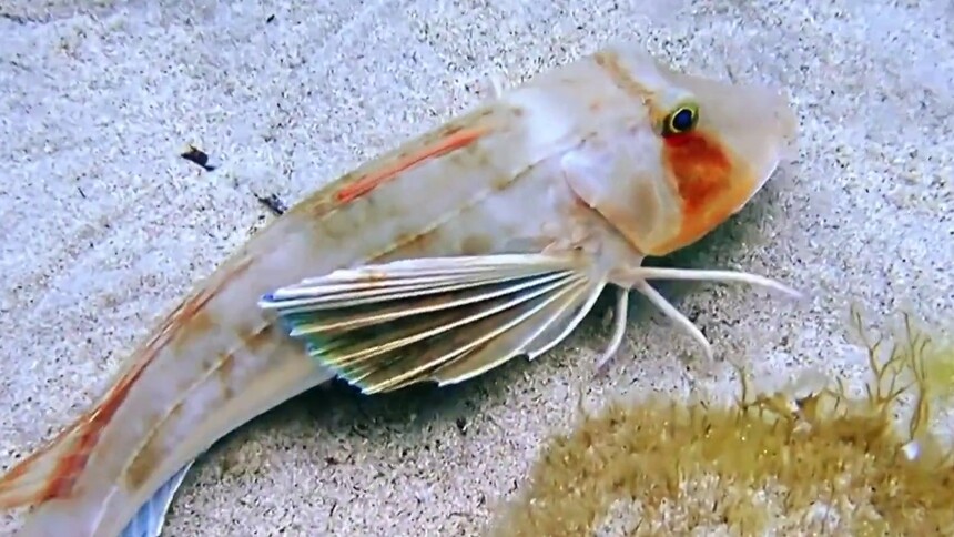 卡罗来纳锯鲂鮄是什么？