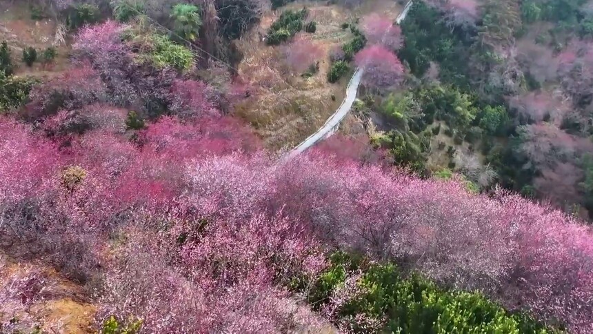 安徽黄山：卖花渔村梅花开