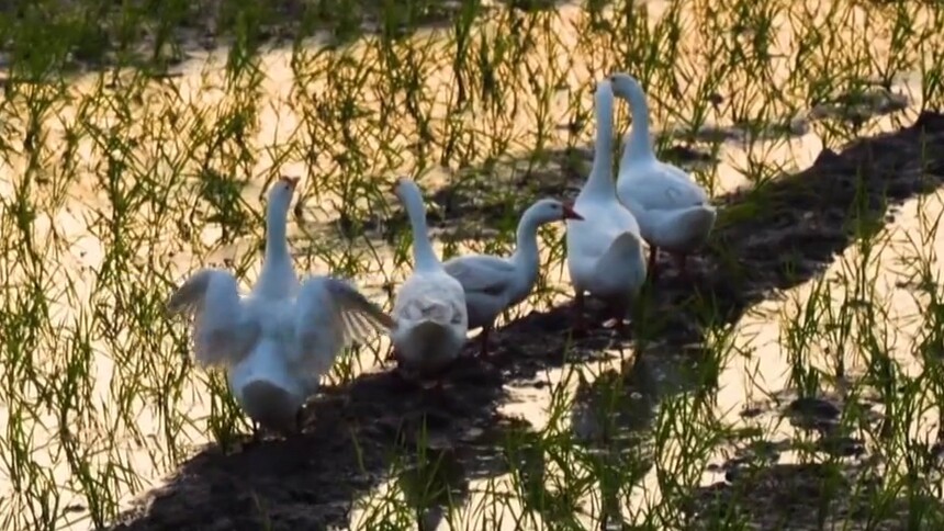 为什么鸭子的体内会含有沙金？