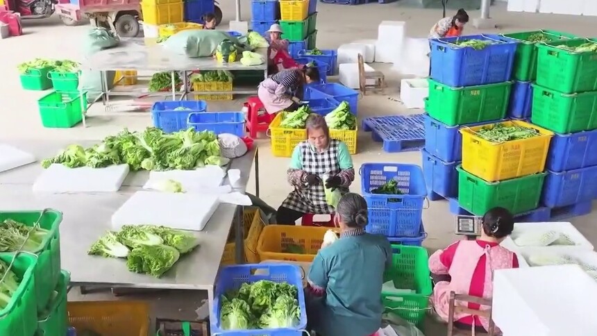 千城百县看中国｜广西田阳：青蔬满田 助农增收