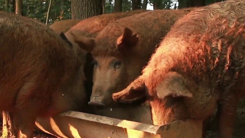 羊毛猪的习性是什么？