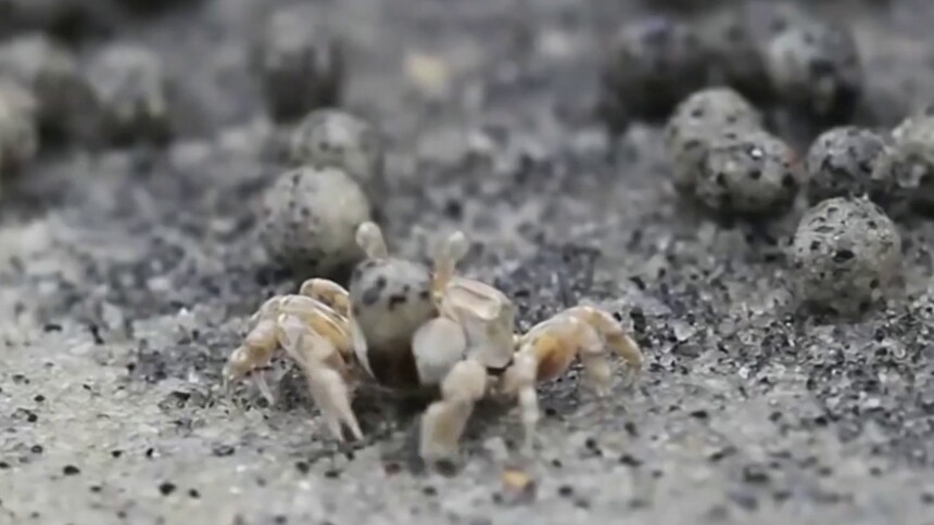 螃蟹为什么要搓沙球？