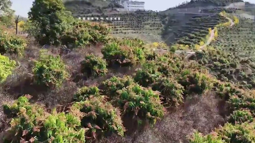 千城百县看中国·赏花季丨广西田阳：芒果花开