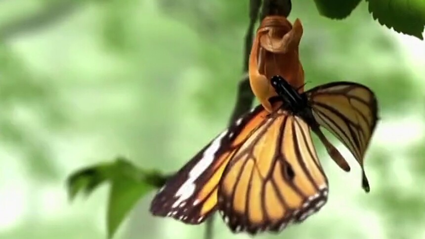 “太空破蛹”背后的科学密码是什么？