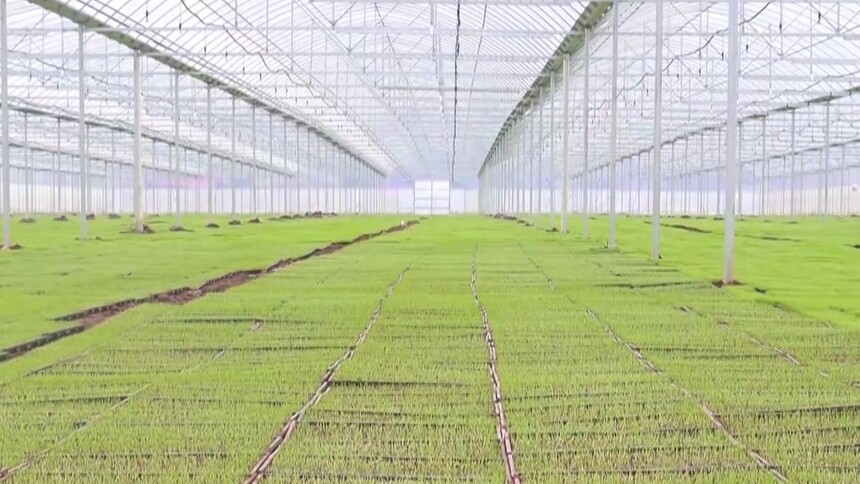 省委一号文件 育秧工厂 “智”造春耕新图景