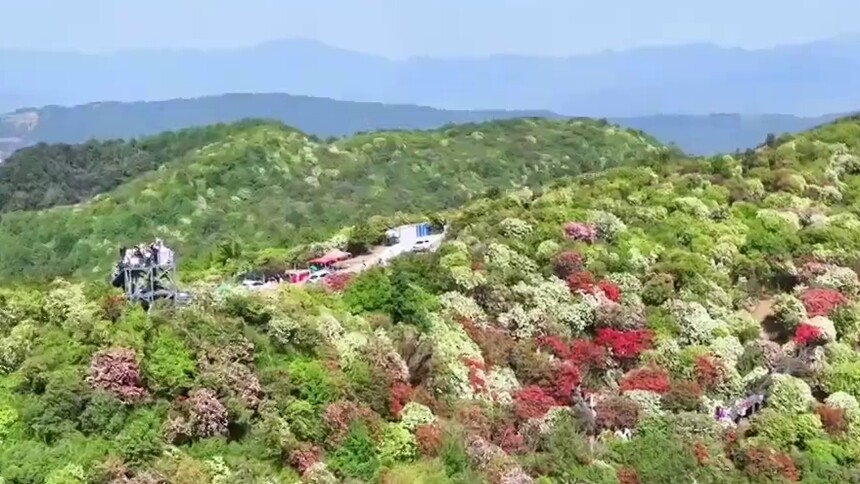 云南曲靖：万亩杜鹃竞绽放