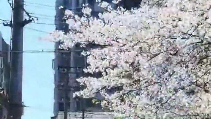 常德高山街樱花绽放 路人：这颜值谁能忍住不拍？