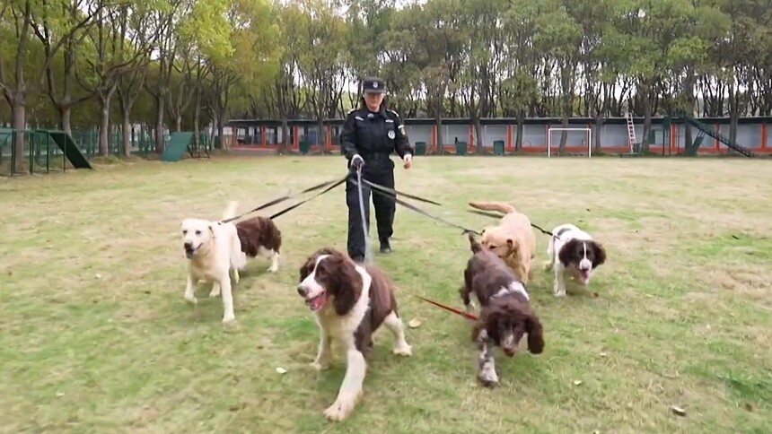 春季为何犬只“易怒”？