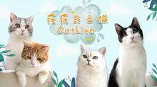 花花与三猫CatLive 2020