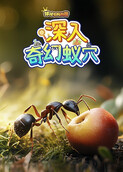 球球有料科普：深入奇幻蚁穴