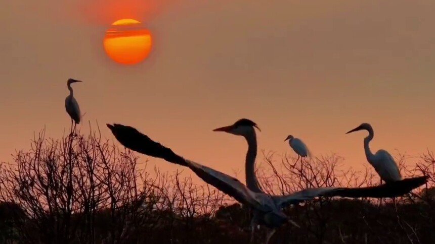 夕照八里河 鹭舞杉林间