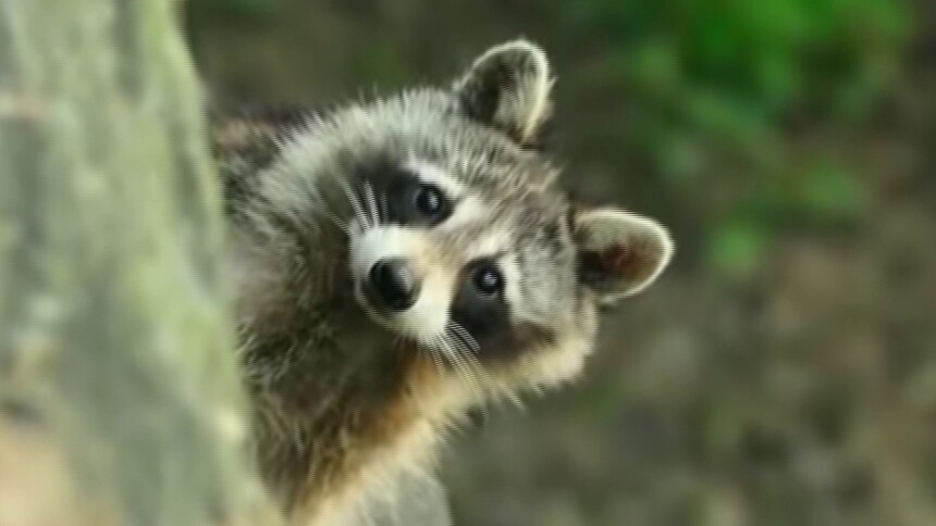 小浣熊能当宠物养吗？