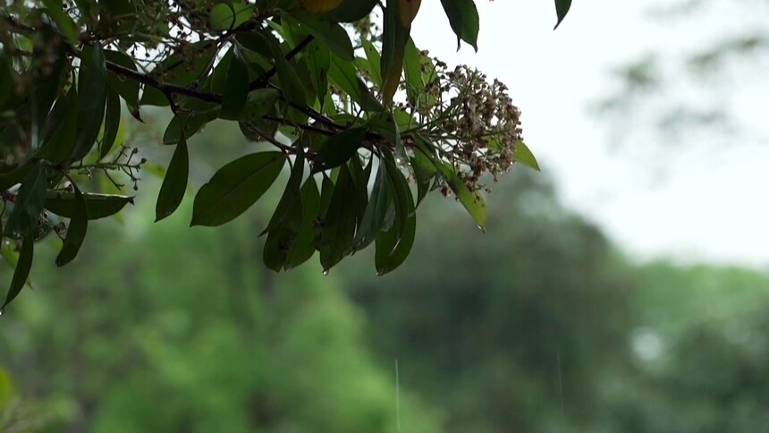 雨情综述 短时强降雨频发 茶陵县大暴雨达148毫米