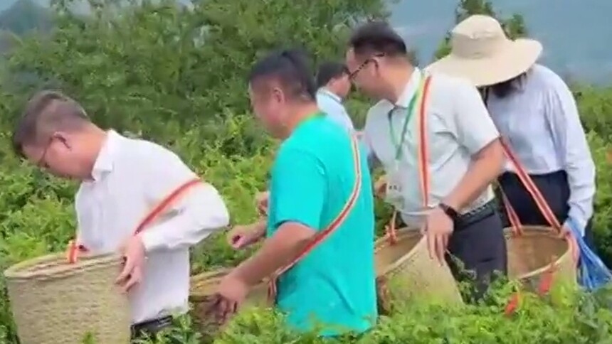 观文化、采鲜茶、叙茶香 相约永顺共探莓茶千年风华