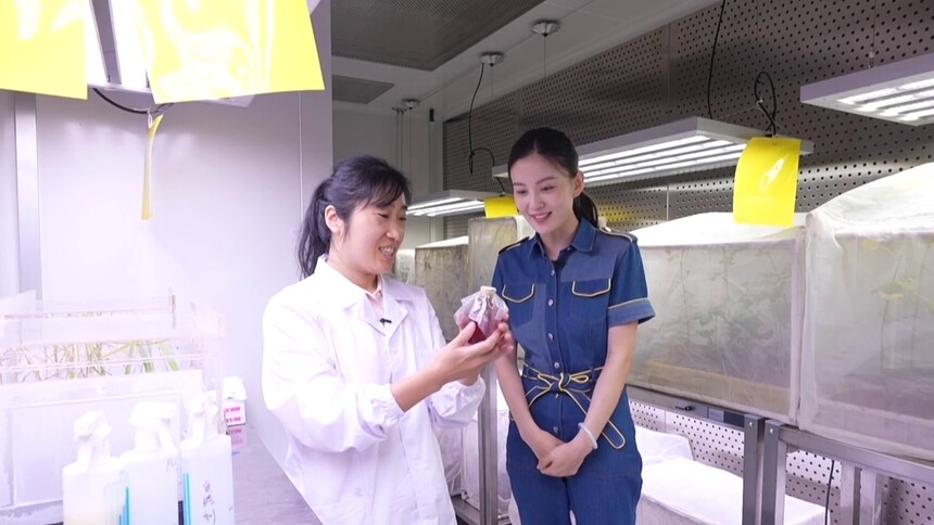 为什么要做绿色防治呢？