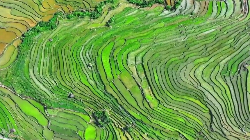 千城百县看中国｜福建华安：千亩梯田染新绿