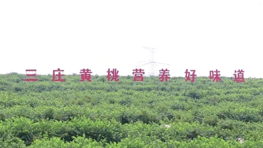 千城百县看中国｜山东东港：黄桃挂满枝 产业富山乡